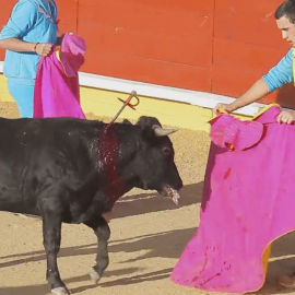 Imagen documentada por PACMA de las becerradas celebradas en Cercedilla, Madrid. PACMA