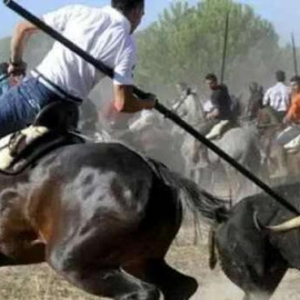 Toro de la vega