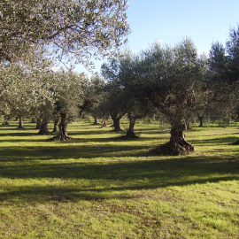 Un campo de olivos.