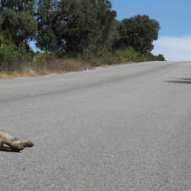 La atracción fatal de los zorros hacia las carreteras. / SINC