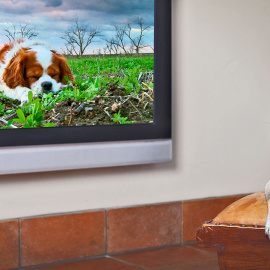 Un perro ve en la televisión a otro de sus congéneres. DOGTV