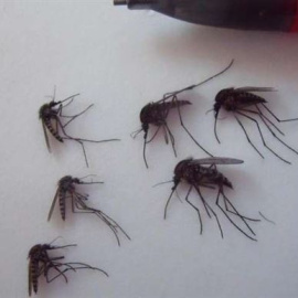 El Ártico se inunda de mosquitos por el calentamiento global. /LAUREN CULLER