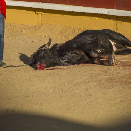 Imagen documentada por PACMA de uno de los becerros asesinados en los festejos celebrados en Cercedilla, Madrid. PACMA