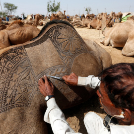 Un hombre utiliza una tijera para hacer patrones decorativos intrincados en la espalda de un camello antes de mostrarlo a la venta en un mercado de ganado improvisado durante la fiesta de Eid al-Adha, en Karachi, Pakistán. REUTERS/Akhtar So