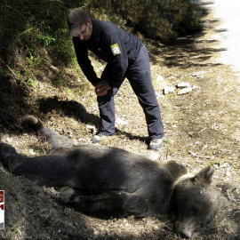 El oso pardo hallado muerto en Asturias. EFE