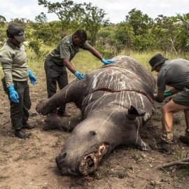 Imágen de archivo de un rinoceronte abatido por cazadores furtivos en Sudáfrica. EFE