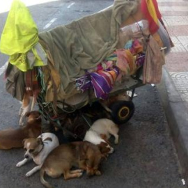 El resto de perros del detenido / IDEAL