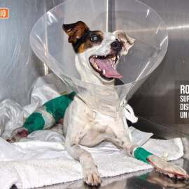 Imagen del perro Roy. EL REFUGIO