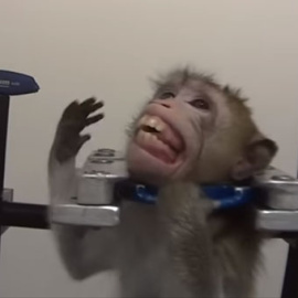 Las organizaciones Soko Tierschutz y Cruelty Free International (CFI) consiguieron filmar dentro del laboratorio. / CFI