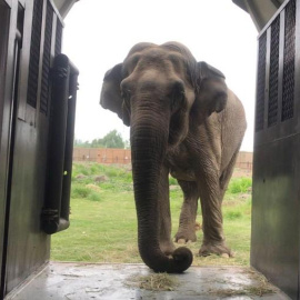 La elefanta Ramba ingresa a un corral de transporte para su traslado desde un zoológico chileno a un santuario de conservación de animales en Brasil, en Rancagua, Chile, el 15 de octubre de 2019. /  REUTERS.