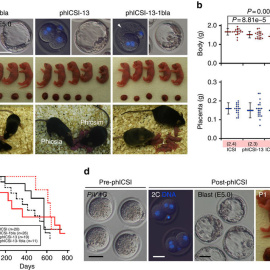 Desarrollan embriones viables sin necesidad de óvulos a partir del esperma de ratones. /NATURE