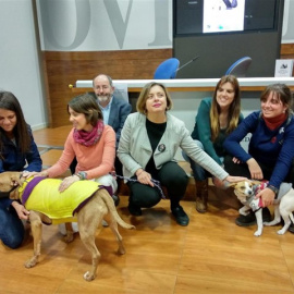 El Ayuntamiento impulsa un programa de voluntariado en el albergue de animales. / EUROPA PRESS