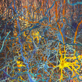 Ilustración de dos tipos de neuronas (en amarillo y en azul) identificadas mediante un algortimo, en la capa 4 de la neocorteza de rata.- EPFL/BLUE BRAIN