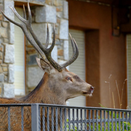Un ciervo se refugia en un balcón en Llívia huyendo de los cazadores