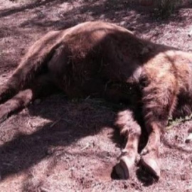 El ejemplar de bisonte decapitado. SEPRONA