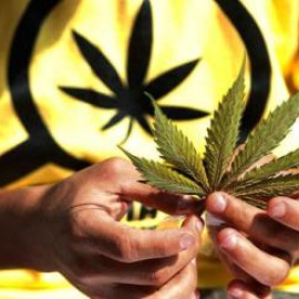 Un joven sostiene una hoja de marihuana.