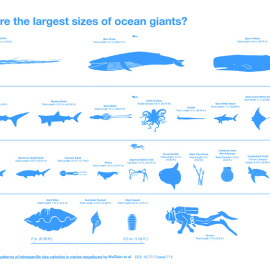 Megafauna marina. (Matthew Maxwell/Pablo Alvarez Vinagre/StudioAM)