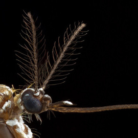 Mosquito hembra de la especie Aedes aegypti / Alex Wild