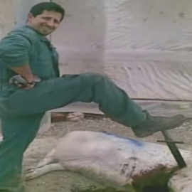 Uno de los ganaderos muestra a cámara el maltrato a una de las cerdas en la granja de El Escobar.