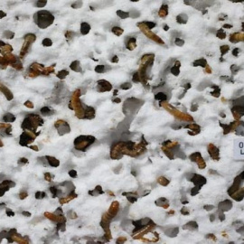 Microorganismos en el estómago de ciertos gusanos consiguen biodegradar el plástico