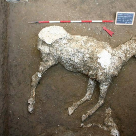 Fotografía facilitada por el Parco Archeologico di Pompei de un caballo sepultado en unas cuadras desde la erupción que acabó con la urbe y que era "de las razas más nobles" a juzgar por los adornos de bronce de su testuz, que ha sido el úl
