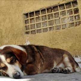 Perro abandonado.