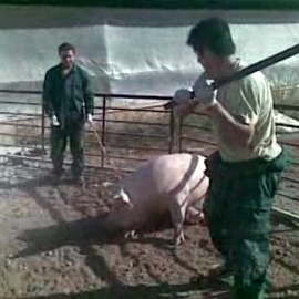Trabajadores de la granja de cerdos El Escobar, Murcia, golpeando a cerdos. IGUALDAD ANIMAL