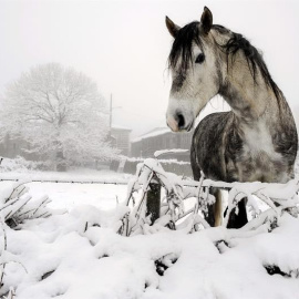 Un caballo en una parcela de la localidad ourensana de Casardansola, que amanecía hoy nevada debido al temporal de frío y viento que afecta a Galicia y gran parte de la península. EFE/Brais Lorenzo