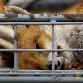 De media, más de 12.000 zorros mueren cada año en Galicia a manos de los cazadores. AFP
