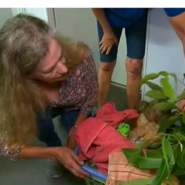 Toni Doherty arriesgó su vida para salvar a uno de los koalas amenazados por los incendios en Australia. / Atlas