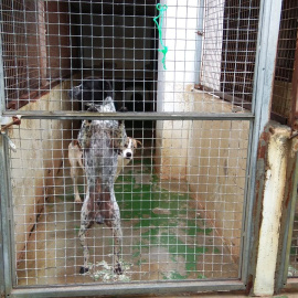 Marzo de 2018 / Perros en el Centro de Acogida de Animales de Compañía (Caac) de Lleida. / CAAC