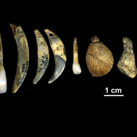 Algunos de los ornamentos corporales hechos con dientes, marfil y conchas descubiertos en la cueva de Renne, en Francia. MARIAN VANHAEREN