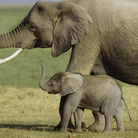 Los científicos rastrearon el genoma del elefante africano y encontraron al menos 40 copias de genes que codifican la p53. / Art Wolfe