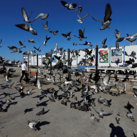 Palomas sobrevuelan cerca de los pósteres electorales en Argel, Argelia, hoy 12 de abril de 2017. Las elecciones parlamentarias se celebran el próximo 4 de mayo. EFE/Mohamed Messara