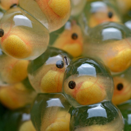 Huevos de rana antes de que salgan los renacuajos. / Wikipedia