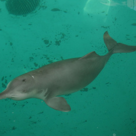 El delfín de río chino o 'baiji'. REUTERS/ Handout/Institute of Hydrobiology, Chinese Academy of Sciences