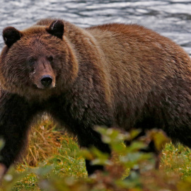 Un oso pardo costero camina a lo largo de las orillas del río Chilkoot cerca de Haines, Alaska, el 7 de octubre de 2014. REUTERS/Bob Strong/Archivo