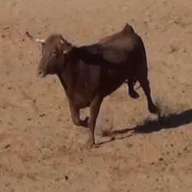 Pie de foto: La inspección afecta a los festejos taurinos celebrados entre los años 2011 y 2014.