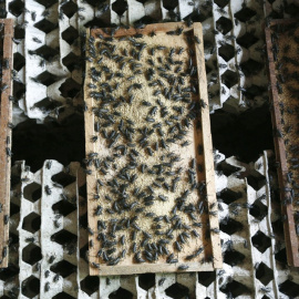 insectos