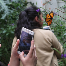 Las mariposas aumentan de manera considerable con el crecimiento de las ciudades - EFE