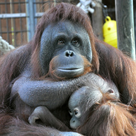Los monos pueden anticipar correctamente que los humanos buscarán un elemento oculto en un lugar específico, incluso si saben que el objeto ya no está allí. DracirR