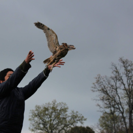Un joven liberando a un ave/AMUS
