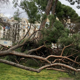 Arboles del Retiro caídos por el viento - EFE