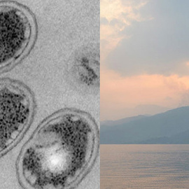 Imágenes de microscopia de la bacteria Chlorobium ferrooxidans utilizada en el estudio y su lugar de procedencia: la bahía de Kabuno, al noreste del lago Kivu en la República Democrática del Congo. / UAB