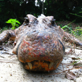Un ejemplar de cocodrilo enano capturado dentro de la cueva y que presenta una color anaranjado en su piel. / Olivier Testa