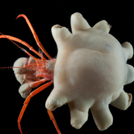 Cangrejo ermitaño en el que se encontraron microfibras de plástico.-MICHELLE TAYLOR