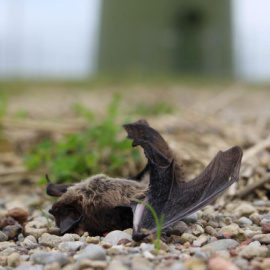 Un murciélago víctima de un choque con las turbinas de viento. / Christian Voigt, Leibniz-IZW