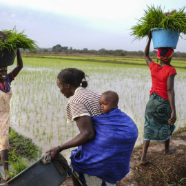 Mujeres en las plantaciones de arroz en Guinea Bissau. A. POR LA SOLIDARIDAD