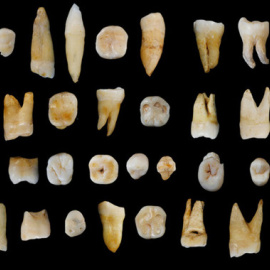 Los 47 dientes hallados en la Cueva de Fuyan (Daoxian, China). / S. Xing X-J. Wu