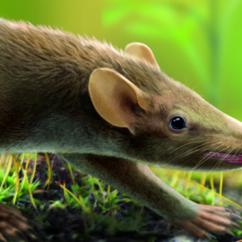 Los restos de un mamífero de hace 125 millones de años, encontrados en el yacimiento de Las Hoyas (Cuenca), han revelado las primeras pruebas  evolutivas del pelaje en mamíferos. Esta imagen es una reconstrucción del mamífero Spinolestes, q